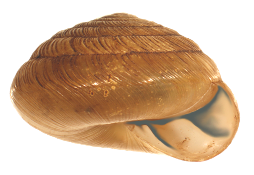 VA_LandSnails